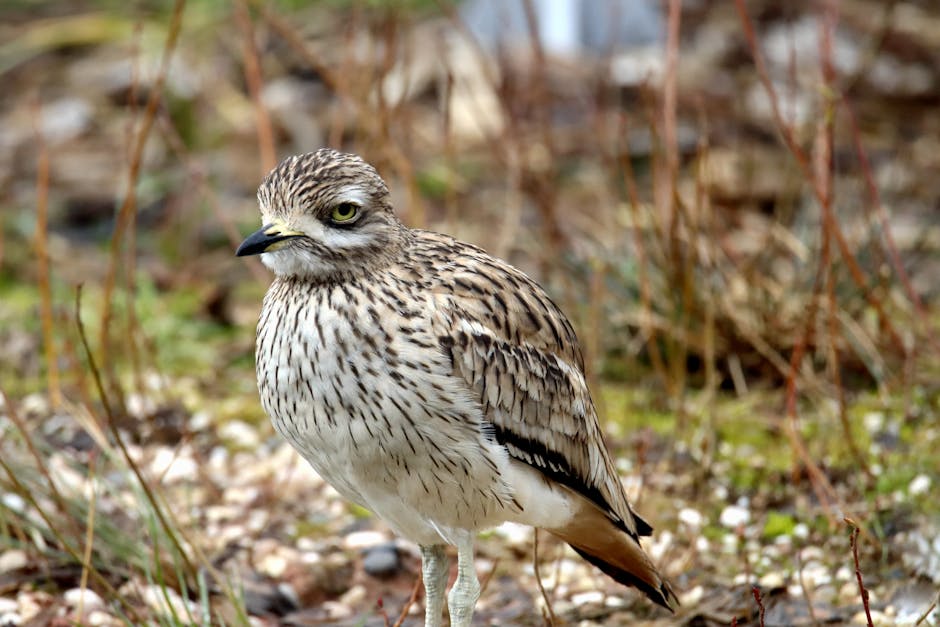Türkiye’de Bir İlk: Takkeli Cılıbıt Kuşu Gaziantep’te Görüldü!