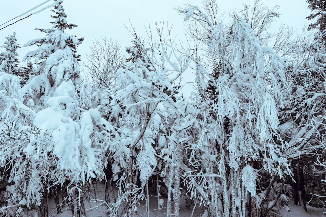 Buz sarkıtları ile kaplı ağaç dalları
