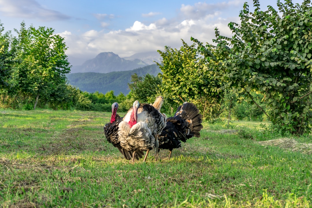 Trabzon’da Mera Alanı Davası: Konutlar Mahkeme Kararından Önce Tamamlandı!