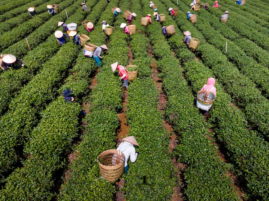 Rize’de Çay Üreticileri Tarihi Mitingde Taban Fiyatı ve Kanun Talep Ediyor!